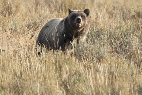 Hiker Attacked by Grizzly in Wilderness Area Air Lifted to Medical Facility